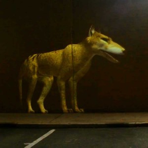 Fabulous Beasts - Thylacine